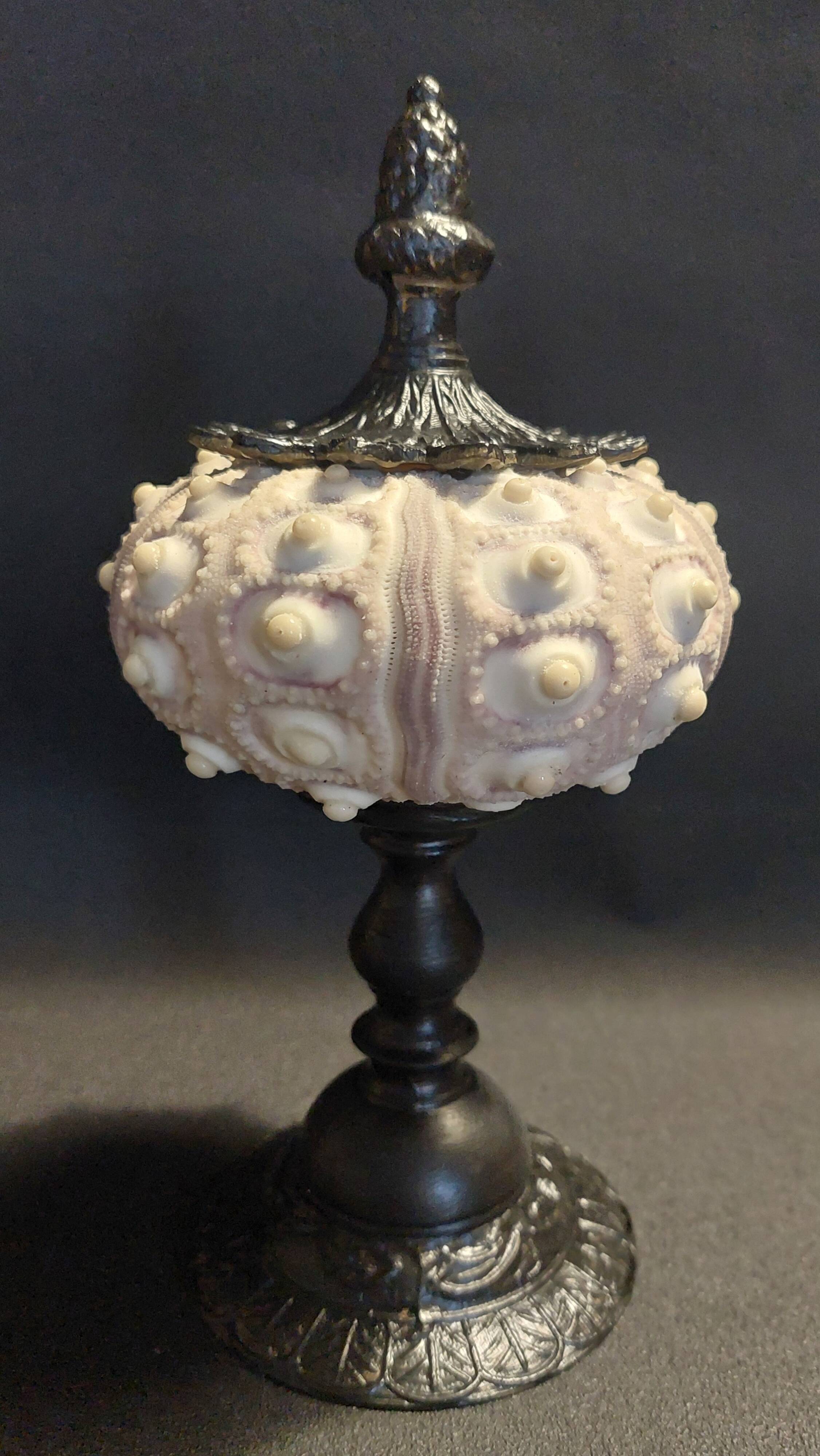 Cabinet of Curiosities imperial sea urchin Phyllacanthus imperialis on a base