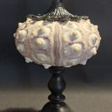 Cabinet of Curiosities imperial sea urchin Phyllacanthus imperialis on a base