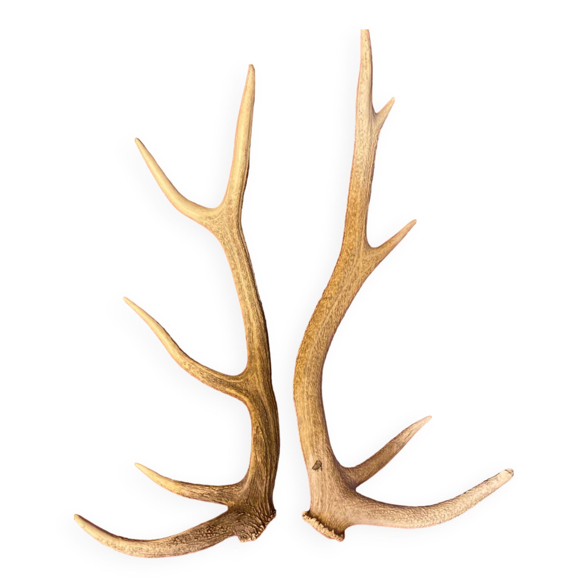 Bois de cerf