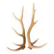 Bois de cerf