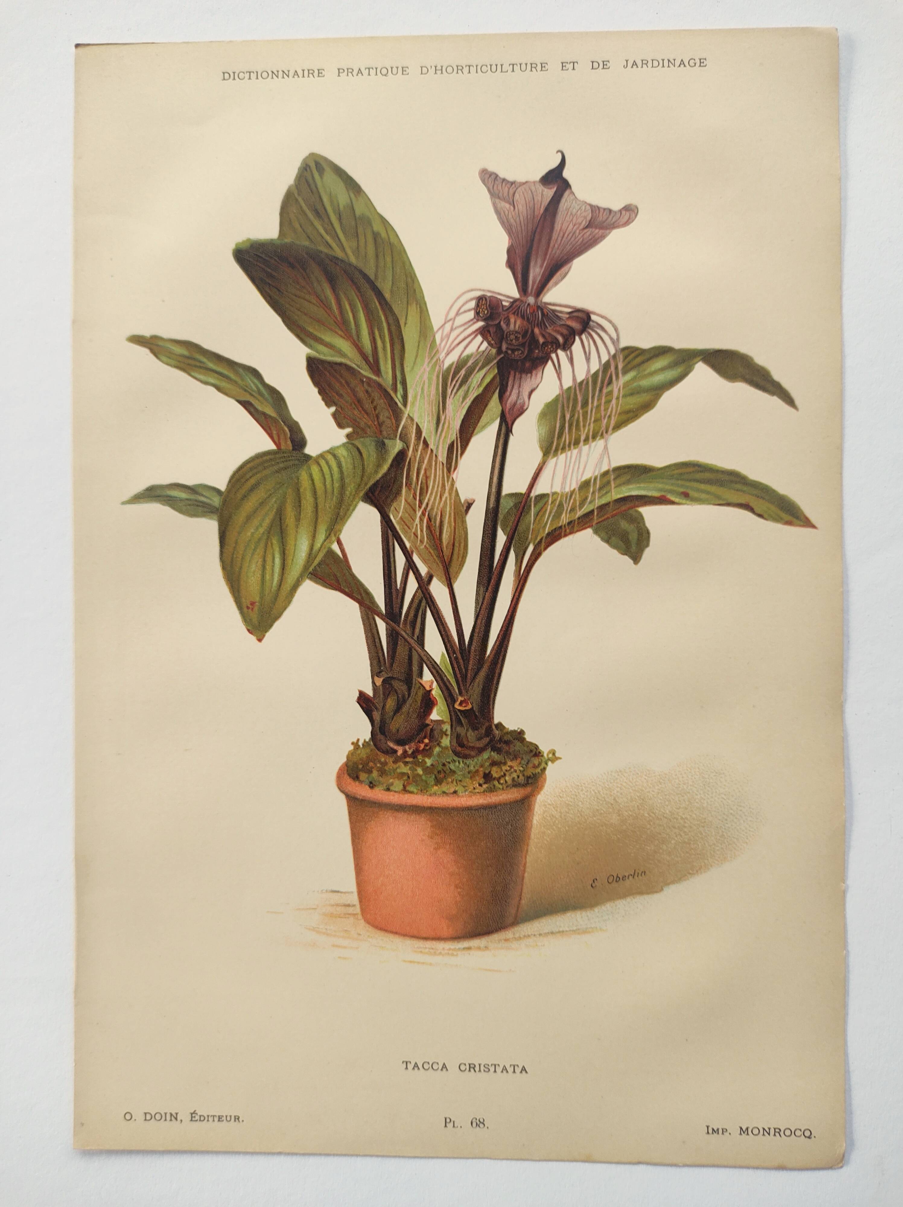 Botanical engraving from 1897 - Tacca Cristata - Original plate. Old nature lithograph
