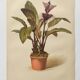 Botanical engraving from 1897 - Tacca Cristata - Original plate. Old nature lithograph