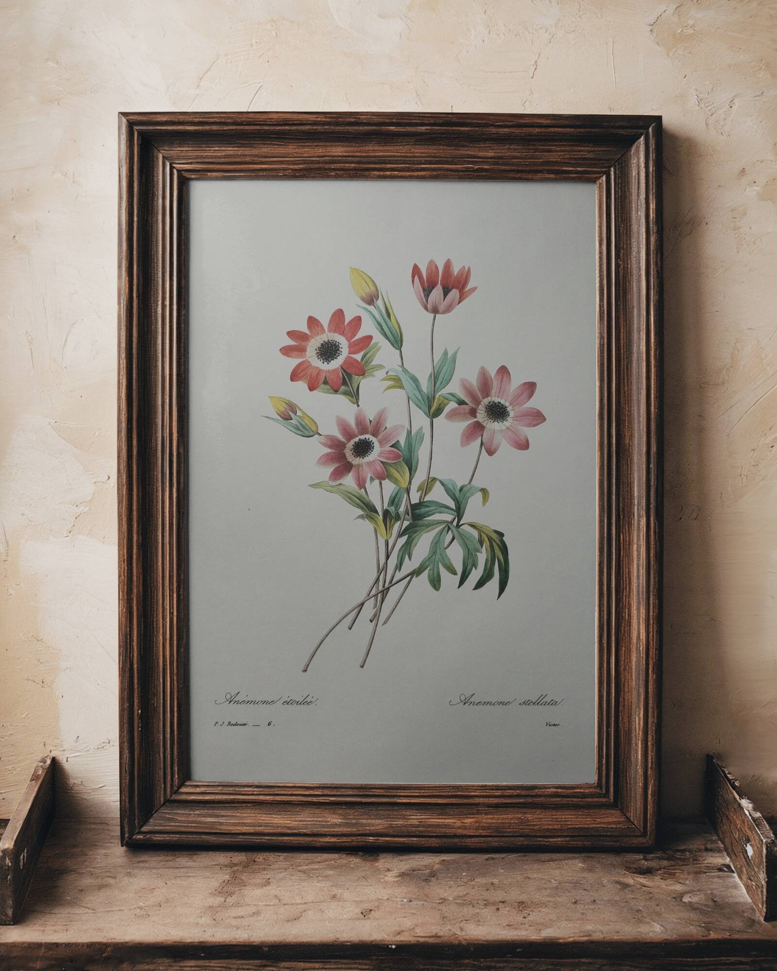 Planche illustrée originale Anémone étoilée