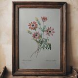 Planche illustrée originale Anémone étoilée