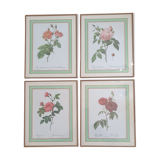 Set of 4 prints after P J Redoute