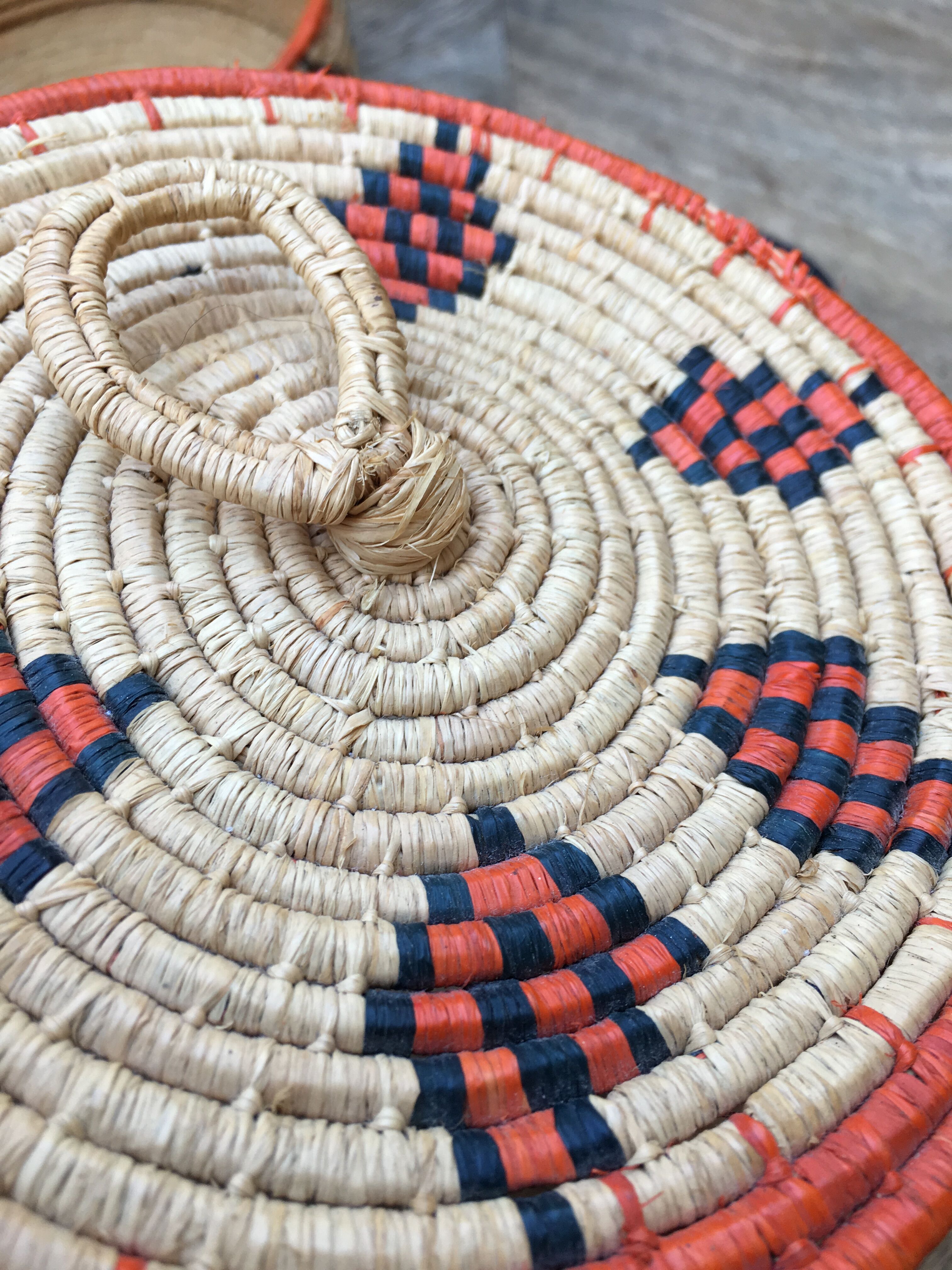 African lidbox and raffia cockroaches