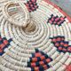 African lidbox and raffia cockroaches