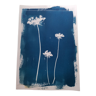 Cyanotype fleurs bleu carottes vintage