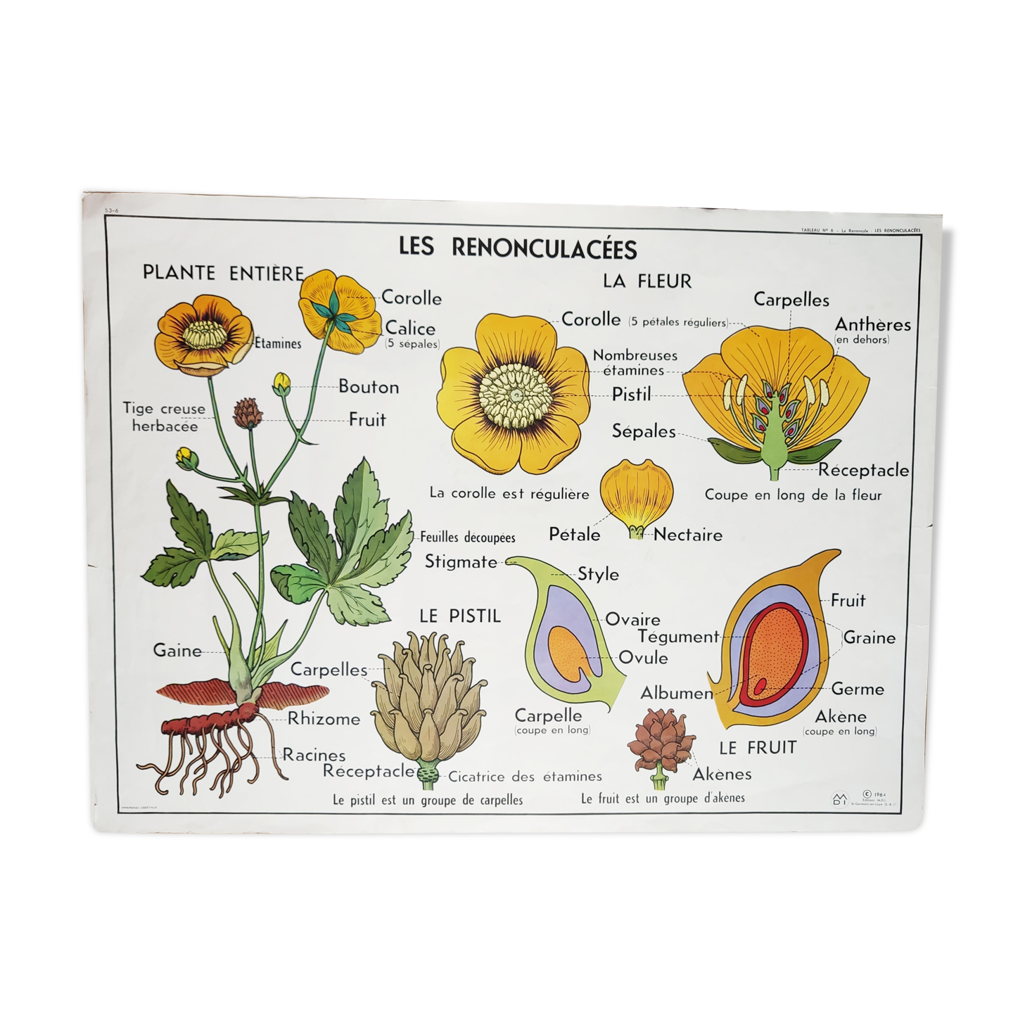 vintage school poster MDI the reuncrate / cruciferous