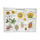 vintage school poster MDI the reuncrate / cruciferous