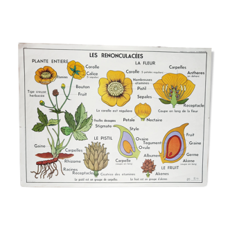 vintage school poster MDI the reuncrate / cruciferous