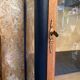 Vitrine