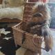 Wicker trunk