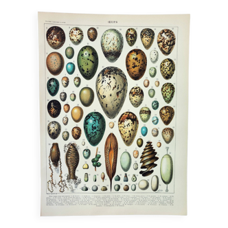 Gravure ancienne 1898, Œufs, oiseaux, animaux, zoologie • Lithographie, Planche originale