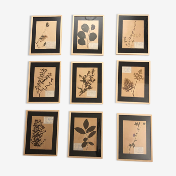 Lot 9 old herbarium frames 1929