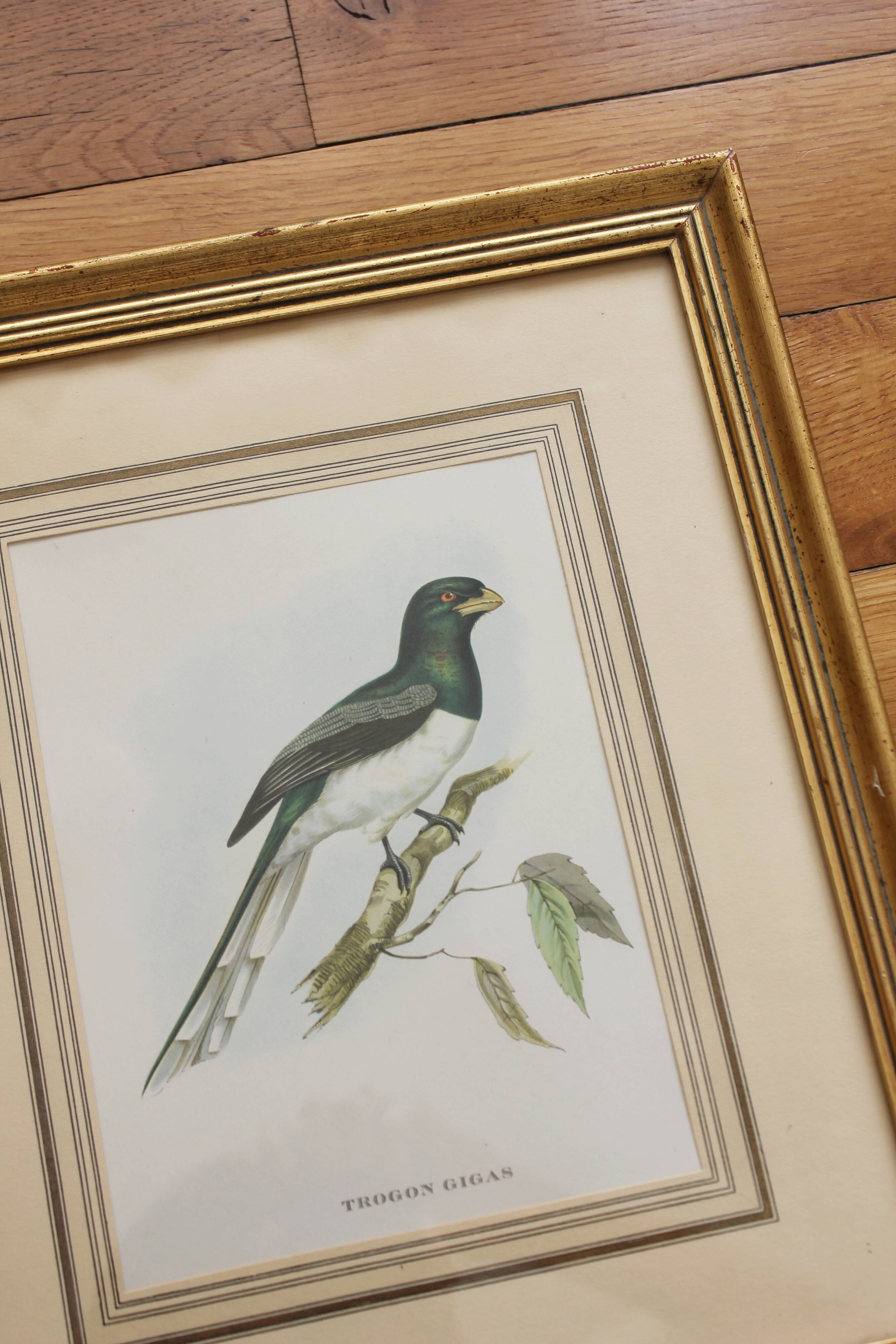 Framed lithograph golden frame bird vintage 60s