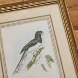 Framed lithograph golden frame bird vintage 60s
