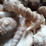 Mirror shells old