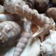 Mirror shells old