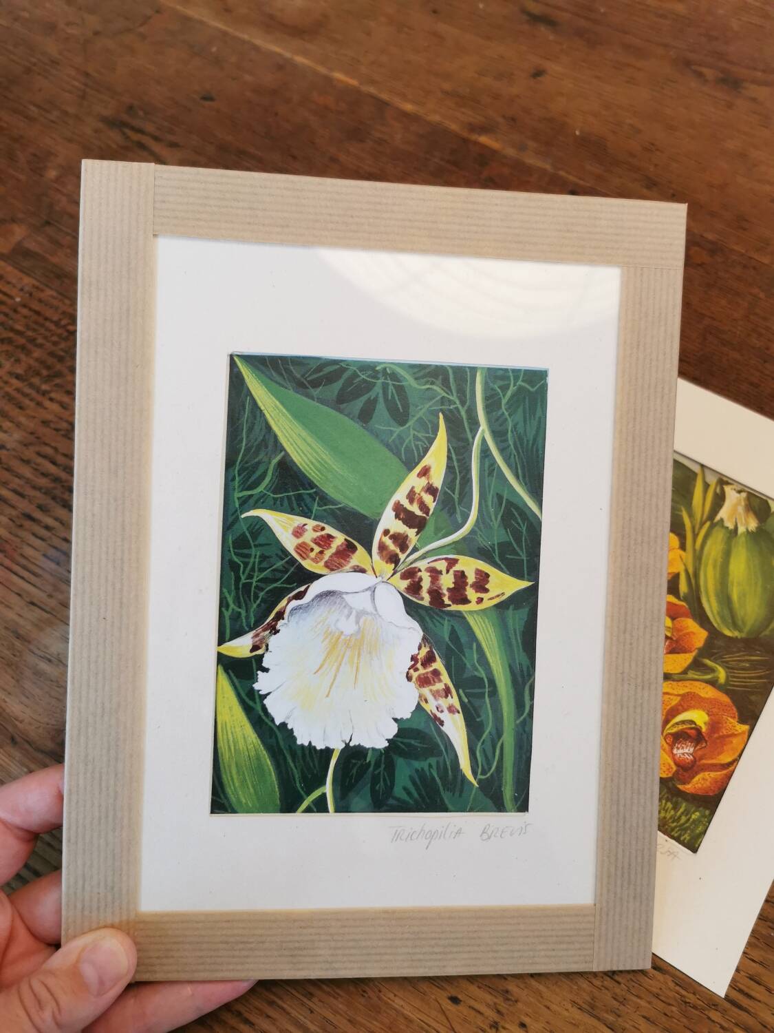 Planche botanique orchidée