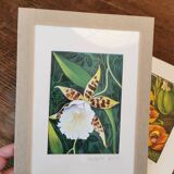 Orchid botanical board