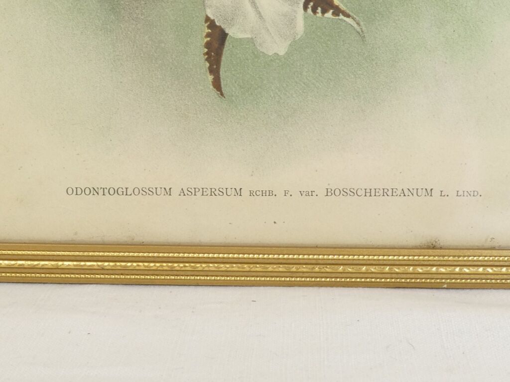 Lithographie d' orchidee planche ancienne cadre doré déco loft