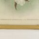 Lithographie d' orchidee planche ancienne cadre doré déco loft