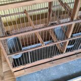 Birdcage