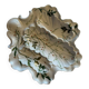 Limoges porcelain oyster plate BH, Art Nouveau botanical decoration.