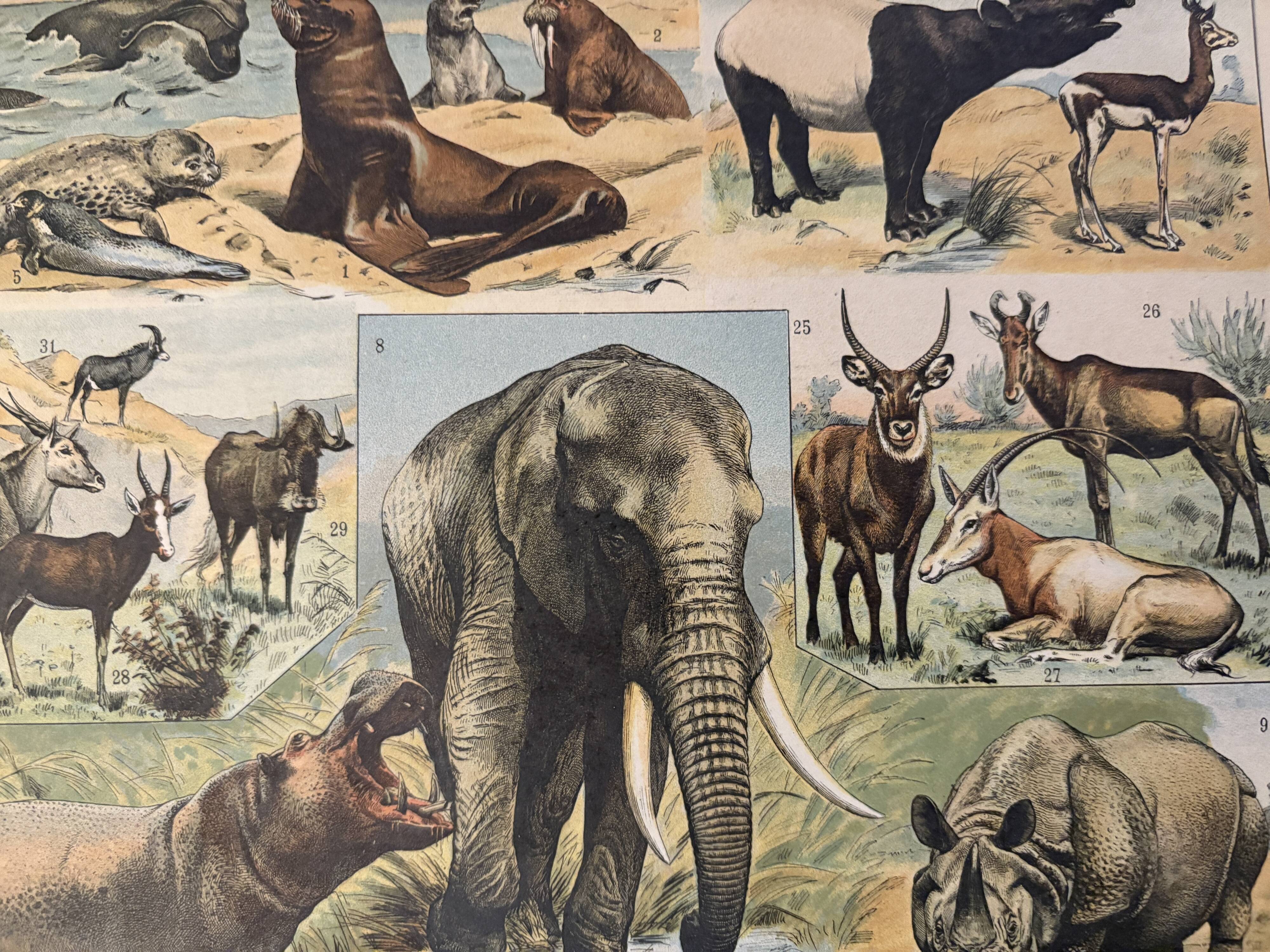 Lithographie sur les animaux (éléphant singe ours lions cerfs) - 1900