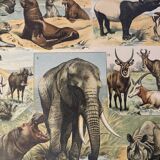 Lithograph of animals (elephant, monkey, bear, lion, deer) - 1900