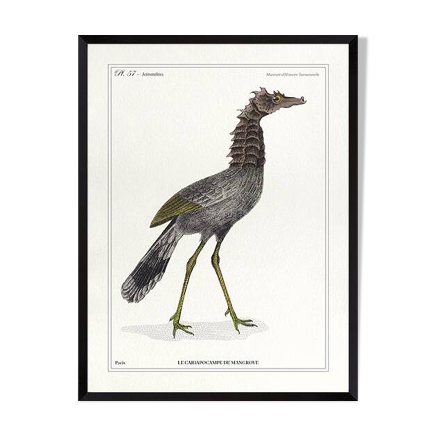 Lithograph engraving chimera animal - the cariapocampus