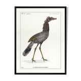 Lithograph engraving chimera animal - the cariapocampus