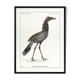 Lithograph engraving chimera animal - the cariapocampus