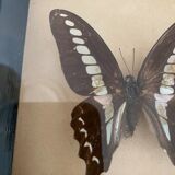 Frame of stuffed butterflies