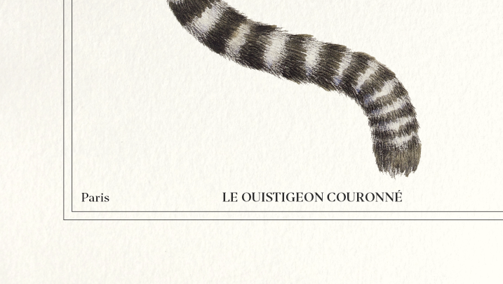 Chimera lithograph engraving animal - the marmoset