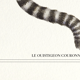 Chimera lithograph engraving animal - the marmoset