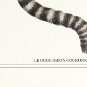 Chimera lithograph engraving animal - the marmoset