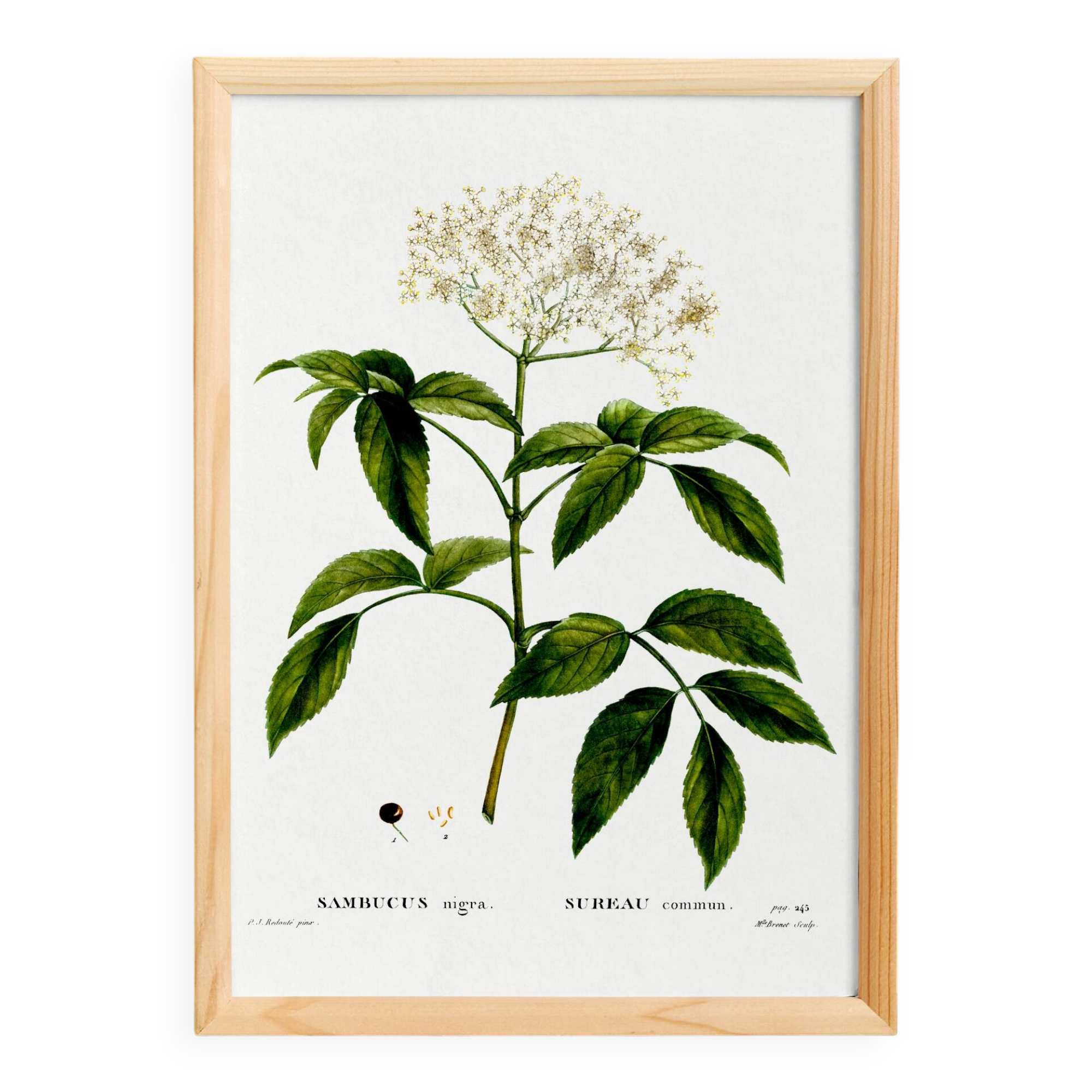 Poster about Elderberry, based on an old engraving from 1802
