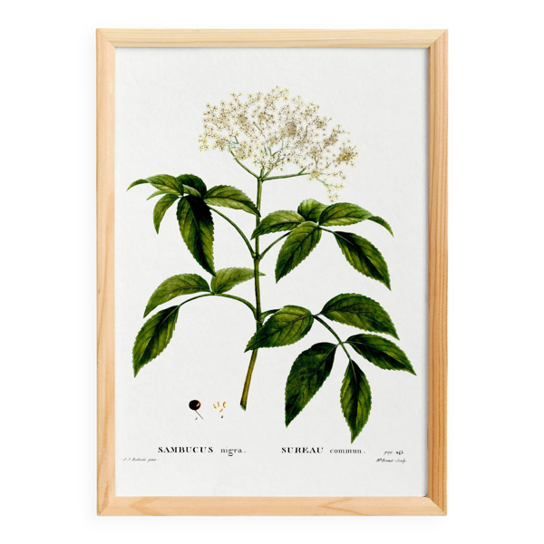 Affiche sur le Sureau, d’après une gravure ancienne de 1802