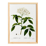 Poster about Elderberry, based on an old engraving from 1802