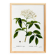 Poster about Elderberry, based on an old engraving from 1802