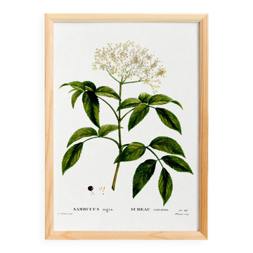 Poster about Elderberry, based on an old engraving from 1802