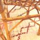 Vintage rattan chair pair "Alice"
