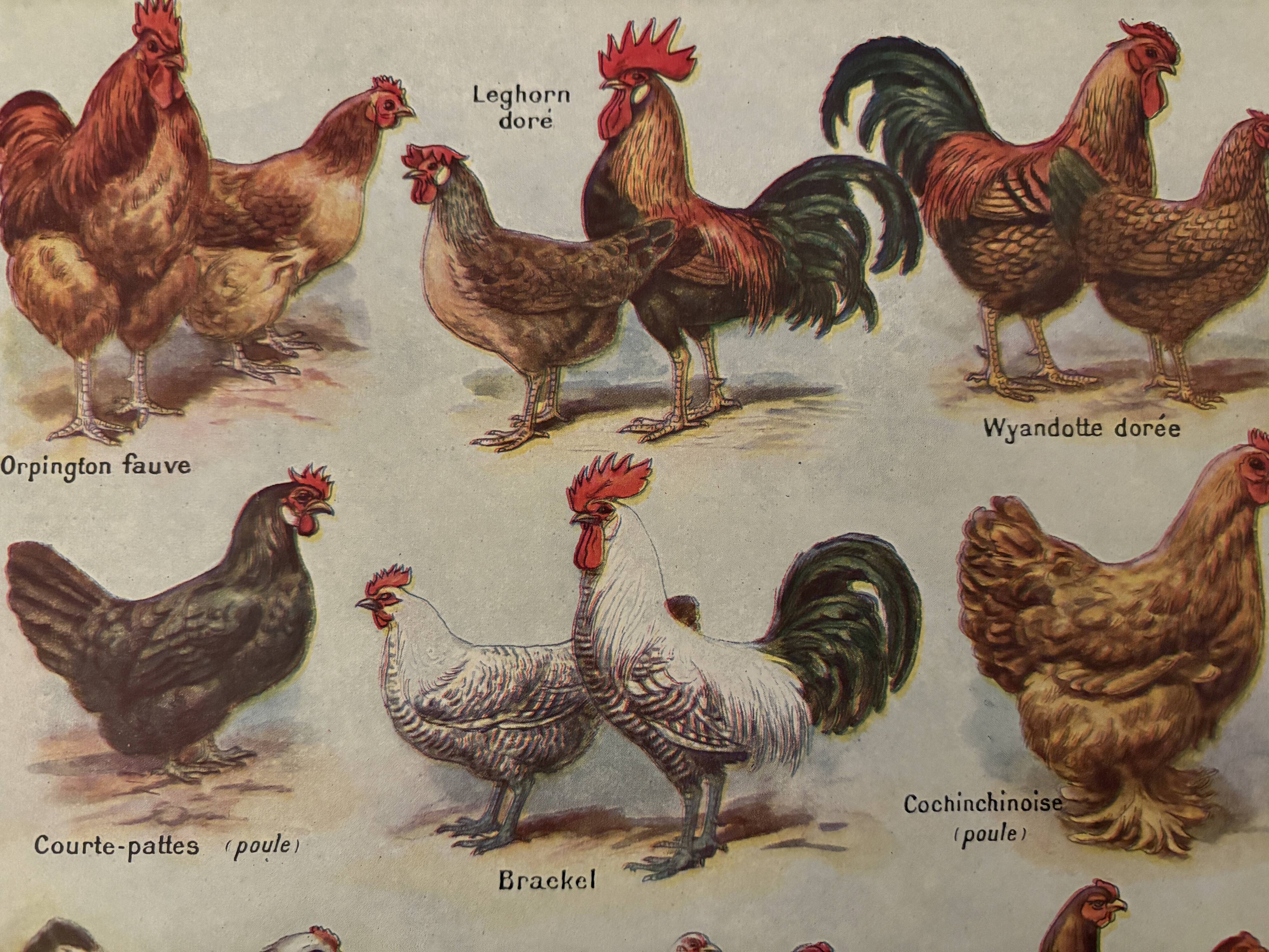 Antique illustrated plate depicting hens - 1920