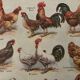 Antique illustrated plate depicting hens - 1920