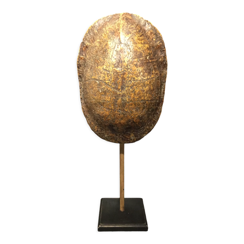 Authentique Hochet Autochtone Carapace de Tortue