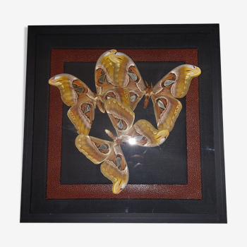 Natural history entomology frame with butterflies attacus atlas