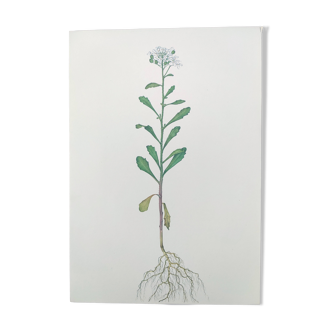 Planche botanique vintage de 1978 - Ibéris amère - Illustration de plante sauvage