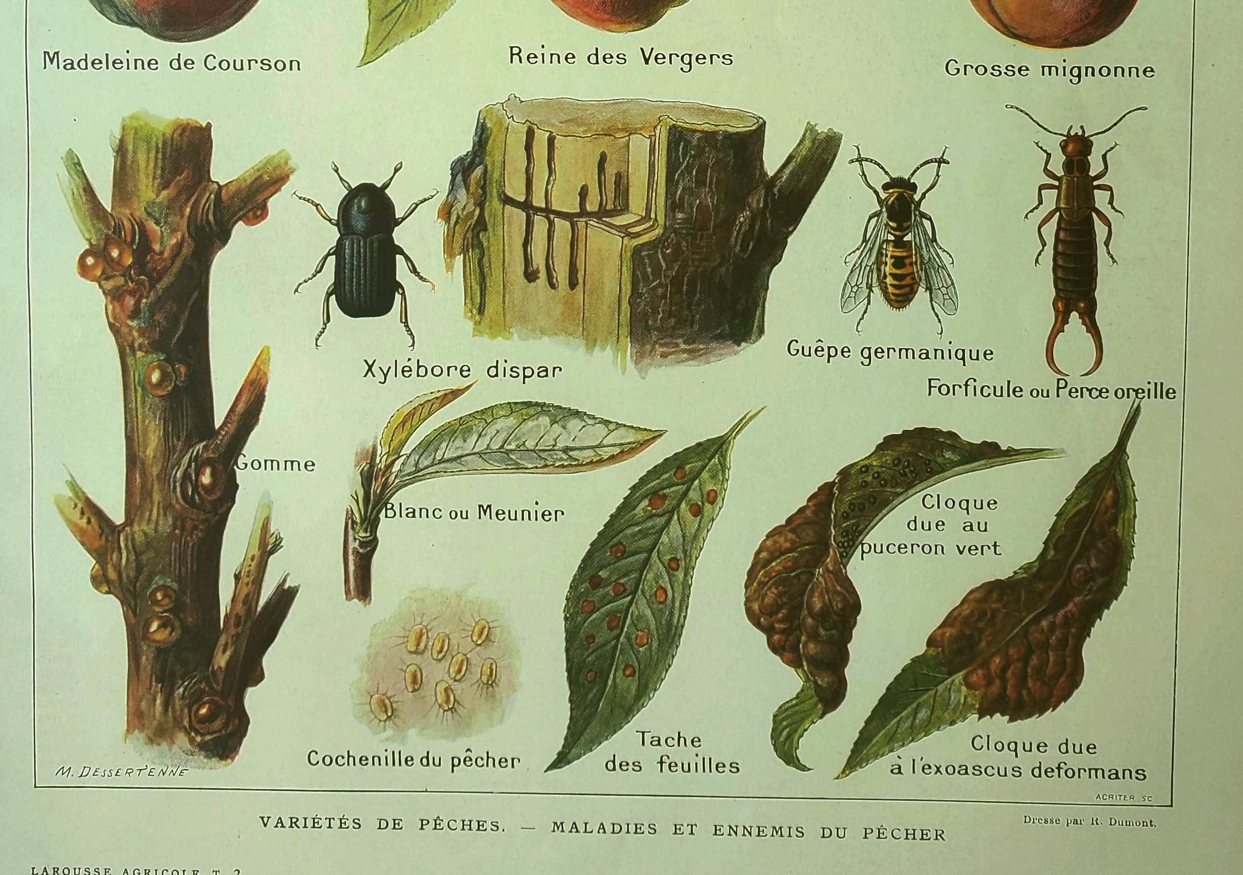 Antique engraving 1921 - Peach by Dessertenne - Vintage orchard fruit